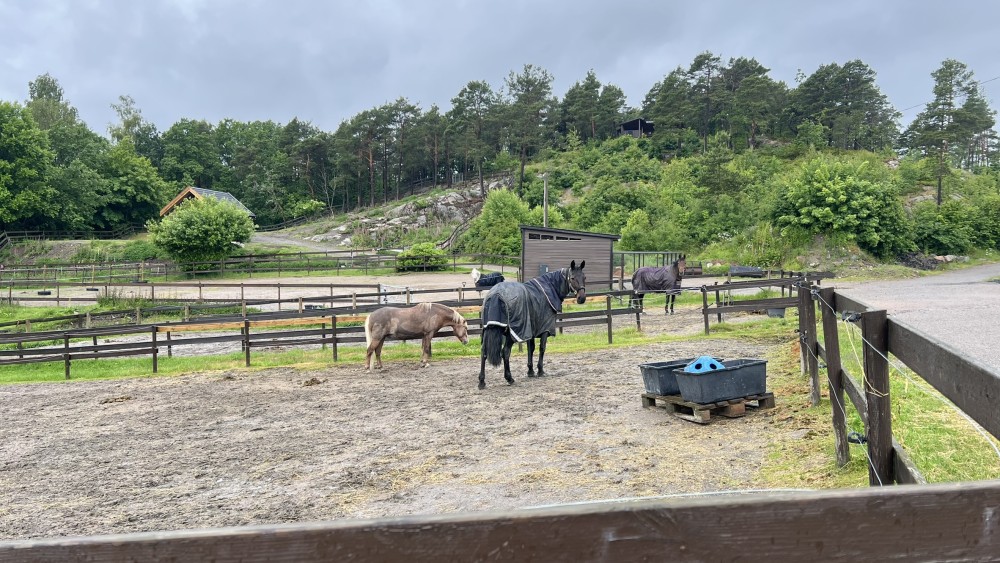 Hester i innhegning