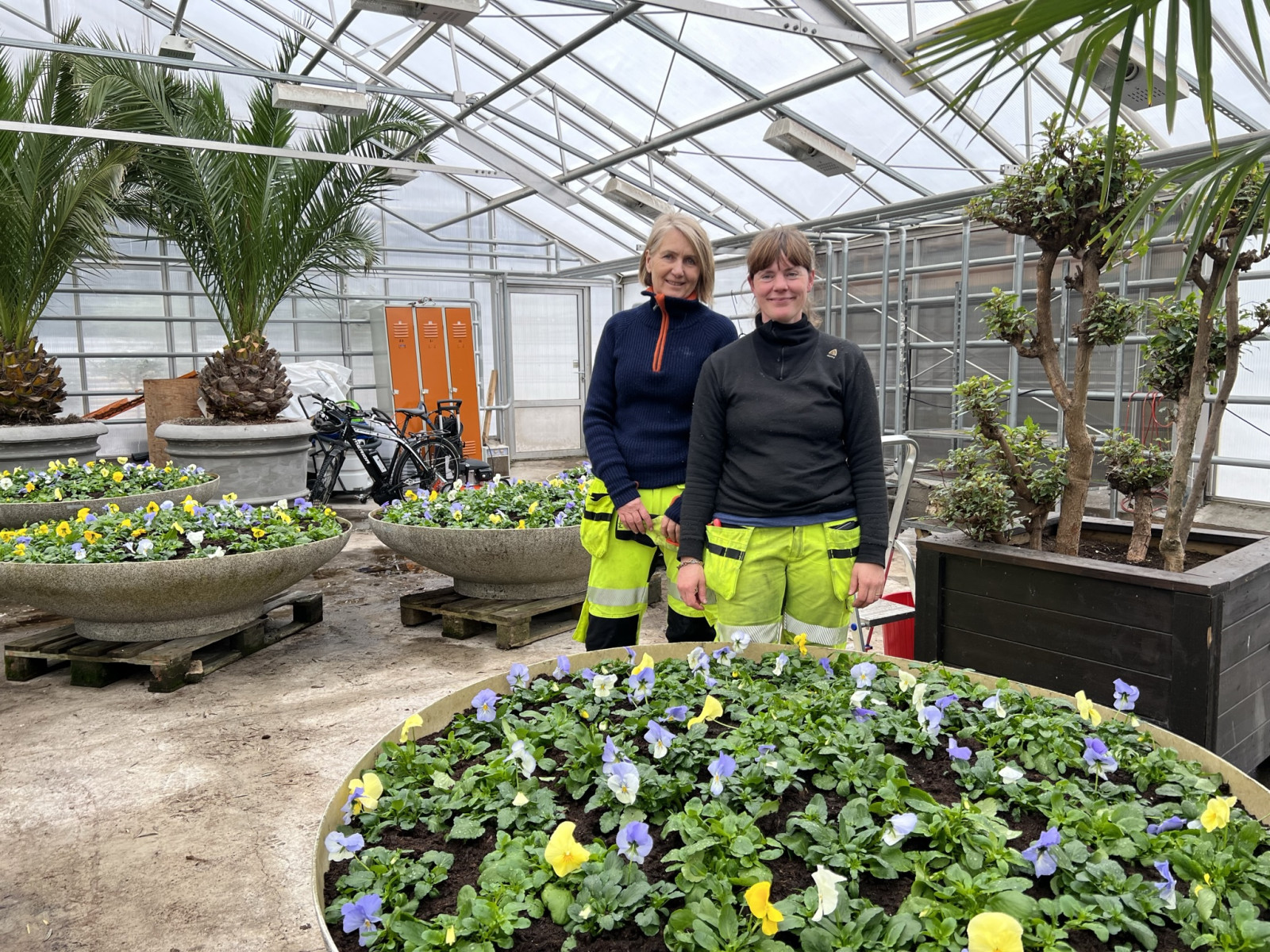 To kvinner ved store blomsterpotter med stemorsblomster